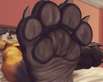  4_toes absurd_res allandox anthro bed black_body black_fur black_pawpads canid canine canis claws clothed clothing eyewear eyewear_on_head feet foot_fetish foot_focus fur furniture glasses glasses_on_head hi_res inside lying male mammal maned maneymaw on_back pawpads paws phone soles solo toe_claws toes underwear underwear_only wolf wrinkled_feet yellow_body yellow_fur 