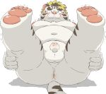  2022 anthro anus balls belly blush butt felid genitals hi_res humanoid_hands kemono licho_(tas) lifewonders male mammal moobs navel nipples overweight overweight_male pantherine penis ptcmtr small_penis solo tiger tokyo_afterschool_summoners video_games white_body 