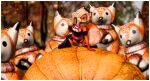  absurd_res anthro canid canine female food fox fruit halloween hi_res holidays mammal plant pumpkin pumpkin_patch second_life solo stacy_kotlowski 