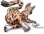  anthro anus balls ceryne_(artist) claws felid feline genitals hi_res lying male mammal on_side pawpads paws serval solo 