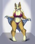  anthro big_breasts biki breasts canid canine canis chasertech cleavage clothed clothing domestic_dog eyeshadow female half-closed_eyes herding_dog hi_res knock-kneed makeup mammal narrowed_eyes pastoral_dog solo standing tongue tongue_out towel welsh_corgi 