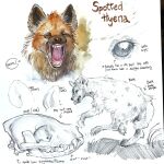  1:1 akatan_art ambiguous_gender bone brown_body brown_fur close-up english_text eyes_closed fangs feral front_view fur hi_res hyaenid mammal mouth_shot open_mouth pawpads red_tongue side_view simple_background sketch_page skull solo spotted_hyena text tongue tongue_out 
