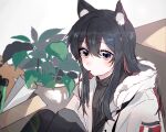  1girl animal_ears arknights black_hair black_shirt box brown_eyes cardboard_box coat colored_inner_hair ester_(arknights) food fur-trimmed_hood fur_trim hair_between_eyes hair_flowing_over hansuitianer hood hooded_coat knees_up long_hair looking_at_viewer multicolored_hair official_alternate_costume plant pocky potted_plant red_hair shirt sidelocks sitting solo texas_(arknights) texas_(winter_messenger)_(arknights) two-tone_hair upper_body white_coat winter_clothes winter_coat wolf_ears wolf_girl 