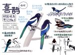 animal animal_focus bird chinese_commentary chinese_text closed_mouth commentary_request flying garlica grass highres magpie multiple_views no_humans open_mouth original simple_background translation_request tree white_background 