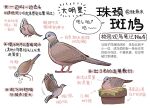  animal animal_focus bird bird_nest chinese_commentary chinese_text closed_mouth commentary_request dove flower_pot flying full_body garlica highres multiple_views nest no_humans original simple_background translation_request white_background yellow_eyes 