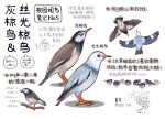  ! animal animal_focus bird black_eyes chinese_commentary chinese_text closed_mouth commentary_request flock flying from_above from_below from_side full_body garlica highres multiple_views music no_humans original simple_background singing starling translation_request white_background 