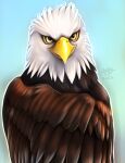  accipitrid accipitriform anthro avian bald_eagle beak bird eagle female folded_wings h56_(hikkoro) hi_res sea_eagle sky solo wings yellow_eyes 