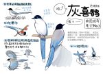  animal animal_focus bird chinese_commentary chinese_text closed_mouth commentary_request drinking flying food garlica grass highres magpie multiple_views no_humans original puddle simple_background translation_request water white_background 