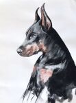  ambiguous_gender canid canine canis dobermann domestic_dog feral mammal painting_(artwork) pinscher public_domain real simple_background traditional_media_(artwork) unknown_artist watercolor_(artwork) white_background 