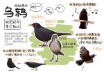  animal animal_focus bird black_eyes chinese_commentary chinese_text closed_mouth commentary_request flying garlica highres looking_at_viewer motion_blur multiple_views music musical_note no_humans original poop running simple_background singing thrush translation_request white_background 
