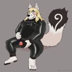  alebehemut anthro blue_eyes blush bulge bulge_fondling canid canine clothing cuff_(restraint) cuffs_(clothing) embarrassed fox fur hair harness hi_res latex leather leather_harness male mammal markings null_bulge overweight overweight_anthro overweight_male restraints rubber rubber_clothing rubber_suit solo tail_markings white_body white_fur 