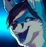 anthro black_nose blue_eyes blue_tongue canid canine fox hair happy headshot_portrait male mammal open_mouth portrait rexwind solo tongue