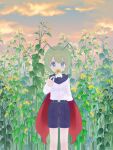  1girl androgynous antennae bangs black_cape black_shorts blush cape cloud collared_shirt commentary_request day feet_out_of_frame flat_chest flower green_eyes green_hair holding holding_flower kari_(atsuki_565) long_sleeves looking_at_viewer outdoors red_cape shirt short_hair shorts solo standing sunflower touhou two-sided_cape two-sided_fabric white_shirt wriggle_nightbug yellow_flower 