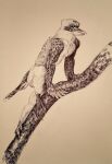  2022 anthro avian beak bird coraciiform feathers hi_res kingfisher kookaburra looking_at_viewer male momamo nude outside public simple_background solo traditional_media_(artwork) wings 