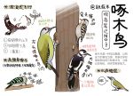  animal animal_focus bird black_eyes chinese_commentary chinese_text closed_mouth commentary flying from_side full_body garlica highres multiple_views no_humans original pecking simple_background sound_effects translation_request tree white_background woodpecker 