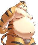  2022 anthro asian_clothing belly big_belly clothing east_asian_clothing eyewear felid fundoshi glasses hi_res hon55728 japanese_clothing kemono male mammal moobs navel nipples overweight overweight_male pantherine solo tiger underwear 
