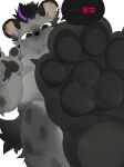  2022 4_toes absurd_res anthro arknights black_hair claws ear_piercing feet foot_fetish foot_focus fur gaddiel55565069 grey_body grey_fur hair hi_res hindpaw hyaenid hypergryph japanese_text looking_at_viewer low-angle_view male mammal multicolored_hair pawpads paws piercing pink_hair slightly_chubby soles solo spot_(arknights) spots spotted_body spotted_fur spotted_hyena stomping_viewer studio_montagne text toes two_tone_hair video_games worm&#039;s-eye_view 