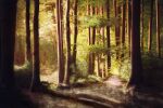  chinese_commentary commentary_request day forest highres mixed-language_commentary nature no_humans original outdoors path scenery sunlight tree zaq_(pgvc4472) 