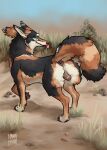  absurd_res anus balls black_body black_fur blue_eyes brown_anus brown_body brown_fur brown_nose canid canine canis coyote feral fur genitals hakudoge hi_res looking_back male mammal paws quadruped raised_tail rustle_(hakudoge) solo tail tan_body tan_fur tongue tongue_out white_body white_fur 