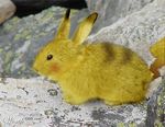  bunny photo photoshop pika pikachu pokemon rabbit real what 