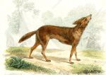  1859 19th_century ambiguous_gender ancient_art brown_body brown_fur canid canine canis feral fur golden_jackal grass jackal looking_at_viewer mammal outside plant solo traditional_media_(artwork) tree 