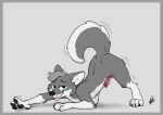  4 absurd_res animal_genitalia animal_penis balls_blush barely_visible_genitalia barely_visible_penis black blush body_blush butt canid canine canine_genitalia canine_penis canis feral fur genital_markings genitals grey_body grey_fur half-closed hi_res invalid_color male mammal markings nallwolf narrowed nude paws penis presenting presenting_penis raised_paw raposanaranja red red_penis semi-anthro simple_background solo teasing tongue tongue_out whiskers white wolf 