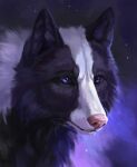  2022 black_body black_fur canid canine canis digital_media_(artwork) feral fur hi_res mammal muns11 purple_eyes solo white_body white_fur wolf 