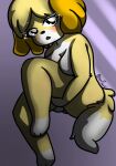  animal_crossing anthro black_eyes blush breasts canid canine canis dipstick_limbs dipstick_tail domestic_dog eyelashes female fur hi_res isabelle_(animal_crossing) looking_at_viewer mammal markings nintendo nude open_mouth pinup pose purple_background shih_tzu short_stack simple_background sitting solo tail_markings thick_thighs toy_dog video_games white_body white_fur wide_hips xenrevv yellow_body yellow_fur 