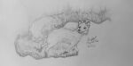  ambiguous_gender canid canine feral fox graphite_(artwork) greyscale hi_res lied_etal mammal monochrome pencil_(artwork) signature simple_background sketch solo traditional_media_(artwork) white_background 