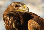  accipitrid accipitriform ambiguous_gender avian beak beckatron14 bird brown_body brown_eyes brown_feathers cloud eagle feathers feral golden_eagle hi_res outside realistic sky solo true_eagle 