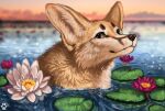  2022 ambiguous_gender black_nose brown_eyes canid canine day detailed_background digital_media_(artwork) fennec feral flashw fox looking_at_viewer mammal outside partially_submerged sky solo 