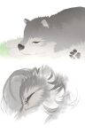  aman_(weibo) anthro bodily_fluids canid canine canis comic eyes_closed feral fluffy fur grass grey_body grey_fur hi_res lying mammal pawpads paws plant simple_background solo tears white_background wolf 