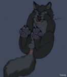  animal_genitalia animal_penis anthro balls black_body black_fur canid canine canis claws feet fur genitals hi_res knot male mammal nude pawpads paws penis simple_background solo tongue tongue_out tussamag wolf 