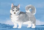  ambiguous_gender black_nose blue_background blue_eyes canid canine canis domestic_dog feral fur grey_body grey_fur husky looking_at_viewer mammal nisimawari nordic_sled_dog outside quadruped simple_background solo spitz white_body white_fur 