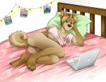  2021 anthro balls barefoot bed blonde_hair bottomless bottomless_anthro bottomless_male brown_nose butt canid canine canis clothed clothing computer countershading curled_tail domestic_dog feet fur furniture genitals green_eyes hair hair_bun head_on_pillow hi_res inside jackaloo laptop looking_at_computer looking_at_object lying lying_on_bed male mammal nonbinary_(lore) on_bed on_side pawpads photo pillow pink_bedding pink_crop_top pink_pawpads river_lakes simple_background smile solo tan_body tan_fur white_background 