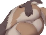  2022 5_fingers anthro anus black_claws brown_body brown_fur butt canid canine claws close-up digital_media_(artwork) elbow_tuft faceless_anthro faceless_character faceless_female female fingers fur genitals hand_on_butt hand_on_own_butt leg_tuft lying maiqueor mammal multicolored_body multicolored_fur nude on_side presenting presenting_anus presenting_hindquarters presenting_pussy pussy simple_background solo tan_body tan_fur tuft two_tone_body two_tone_fur white_background 