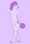  anthro athletic athletic_anthro athletic_male balls black_claws canid canine canis casual_nudity claws coffee_cup colored_sketch container cup domestic_dog flaccid foreskin fur genitals hair hand_behind_head hi_res humanoid_genitalia humanoid_penis laseph looking_aside male mammal nipples nude penis poodle purple_background purple_body purple_fur purple_hair simple_background sketch solo standing toe_claws 