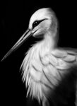  2022 ambiguous_gender avian beak bird digital_drawing_(artwork) digital_media_(artwork) feathers feral hi_res krisstofer long_beak realistic simple_background solo stork 