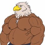  1:1 accipitrid accipitriform anthro avian bald_eagle beak bird chest_tuft clothed clothing eagle feathers hi_res male musclegut muscular muscular_male nipples purplemenace sea_eagle smile solo topless tuft 