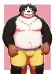  2023 anthro belly bernese_mountain_dog black_body black_nose blush brown_body bulge canid canine canis clothing domestic_dog hi_res humanoid_hands kemono kick_(artist) male mammal molosser moobs mountain_dog navel nipples overweight overweight_male simple_background solo swiss_mountain_dog underwear white_body 