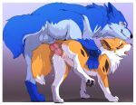  anatomically_correct anatomically_correct_genitalia anatomically_correct_pussy animal_genitalia animal_penis animal_pussy belly blue_body blue_eyes blue_fur blue_legs blush canid canine canis diamond_(marking) dom/sub duo female female_penetrated feral fluffy fox fur fur_markings genitals kitsuneinu male male/female male_penetrating male_penetrating_female mammal markings open_mouth orange_body orange_fur pawpads paws penetration penile penile_penetration penis penis_in_pussy pussy sex tsukune_minaga vaginal vaginal_penetration white_belly 