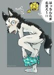  anthro balls barefoot barely_visible_balls barely_visible_genitalia boxers_(clothing) canid canine canis clothing domestic_dog feet genitals janta44 japanese_text looking_at_viewer male mammal text translation_request underwear undressing 