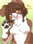  2023 3:4 4_fingers anthro bangs black_pawpads blush braided_hair breasts brown_body brown_fur brown_hair brown_nose brown_text canid canine canis cel_shading claws countershading digital_drawing_(artwork) digital_media_(artwork) dipstick_tail domestic_dog english_text eyelashes fangs featureless_breasts female female_anthro finger_claws fingers floppy_ears fur gloves_(marking) gradient_background hair half-length_portrait handwritten_text head_tilt hi_res kemono koto0v0haru looking_at_viewer mammal markings multicolored_body multicolored_fur multicolored_tail nude open_mouth pawpads paws pink_blush pink_tongue portrait shaded simple_background solo tail tail_markings teeth text thank_you tongue two_tone_body two_tone_fur two_tone_tail white_body white_breasts white_claws white_countershading white_fur white_tail_tip 