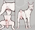  anatomically_correct anatomically_correct_genitalia animal_genitalia animal_penis anus balls canid canine canine_penis canis clyde_wolf digital_media_(artwork) dobermann domestic_dog erection feral fur genitals hi_res knot knot_in_sheath male mammal muscular nude penis piercing pinscher scar sheath simple_background solo white_body white_fur yellow_eyes 