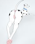  101_dalmatians anatomically_correct animal_genitalia animal_pussy anus butt canid canine canis collar dalmatian digital_media_(artwork) disney domestic_dog female feral hindpaw invalid_tag kaze~inu looking_back lying mammal pawpads paws perdita presenting presenting_pussy pussy solo spots 