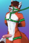  absurd_res anthro armband balls bdsm canid canine fox foxzor genitals harness hi_res humanoid_genitalia humanoid_penis leash looking_at_viewer male mammal matthew_(oop1oop2) penis solo 
