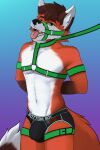  absurd_res anthro armband bdsm bulge canid canine clothing detailed_bulge fox foxzor harness hi_res jockstrap leash looking_at_viewer male mammal matthew_(oop1oop2) on solo text underwear 