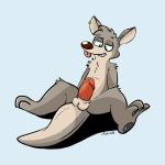 anthro balls big_penis blue_background bodily_fluids brown_body ear_piercing genital_fluids genitals green_eyes huge_penis kangaroo macropod male mammal marsupial narrowed_eyes penis piercing precum simple_background sitting solo tinnier tongue tongue_out