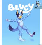  2021 anthro arms_out balancing belly blue_body blue_fur bluey_(series) bluey_heeler canid canine canis chubby_anthro chubby_male claws clenched_teeth domestic_dog ears_up fur hi_res inner_ear_fluff jimfoxx male mammal nude on_one_leg paws raised_tail screencap signature slightly_chubby solo standing tail teeth text toe_claws tuft wide_eyed 
