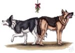 anal anal_knotting anal_penetration anatomically_correct anatomically_correct_genitalia anatomically_correct_penis animal_genitalia animal_penis ass_to_ass balls black_body black_fur blue_eyes border_collie brown_body brown_fur canid canine canine_genitalia canine_penis canine_turn canis collie domestic_dog duo erection eyes_closed feral feral_on_feral feral_penetrated feral_penetrating feral_penetrating_feral fur genitals german_shepherd herding_dog intraspecies knot knot_root knotted_penis knotting kola_(artist) male male/male male_penetrated male_penetrating male_penetrating_male mammal mutual_knotting mutual_penetration open_mouth orange_body orange_fur pastoral_dog penetration penile penile_penetration penis penis_in_ass red_tongue sex sheepdog side_view simple_background tongue traditional_media_(artwork) white_background white_body white_fur